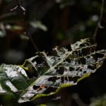Garden Fungicides Disease Control: 7 Proven Strategies to Avoid Costly Plant Loss