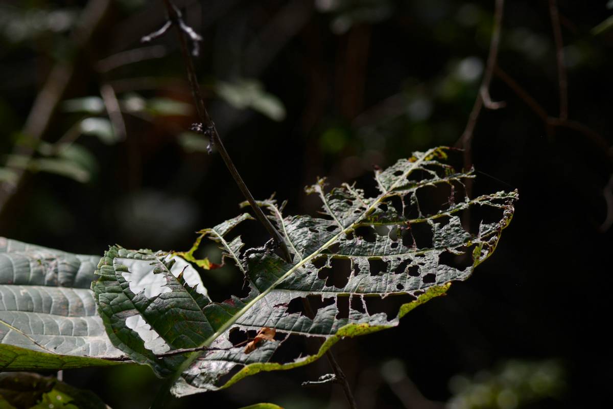 Garden Fungicides Disease Control: 7 Proven Strategies to Avoid Costly Plant Loss