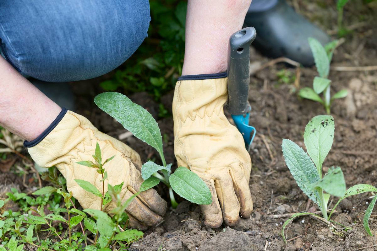 how to use fungicide on plants: gardener wearing gloves spraying green leafy plant with handheld pump sprayer in backyard