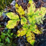 How to Use Fungicide on Plants: 7 Proven Steps to Avoid Costly Fungal Blunders