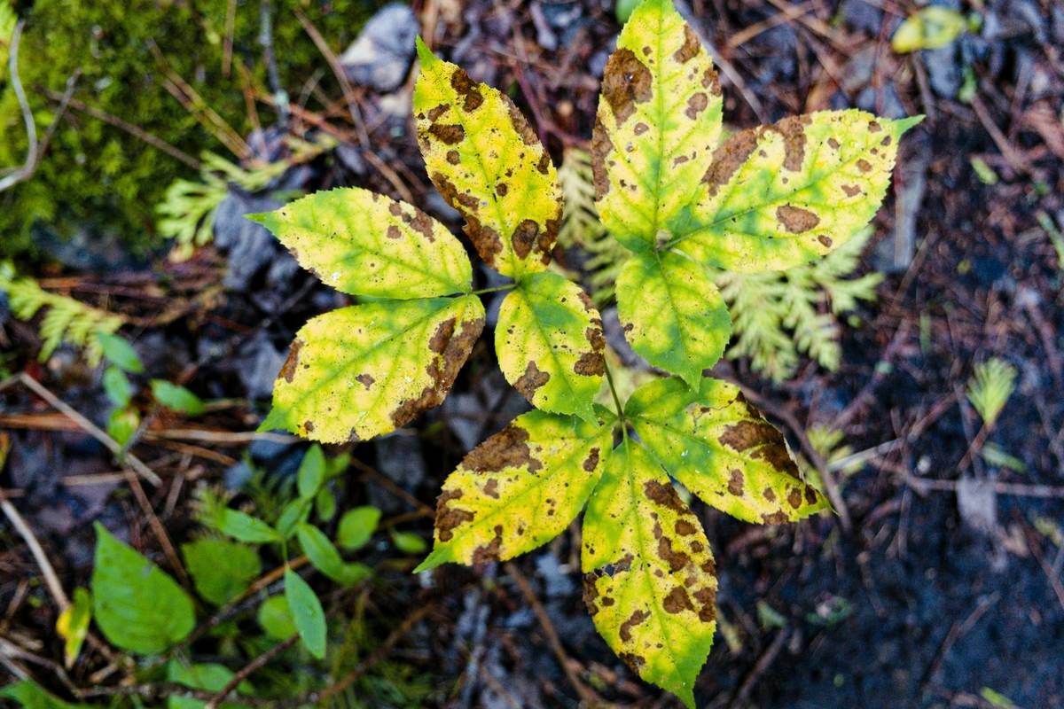 How to Use Fungicide on Plants: 7 Proven Steps to Avoid Costly Fungal Blunders