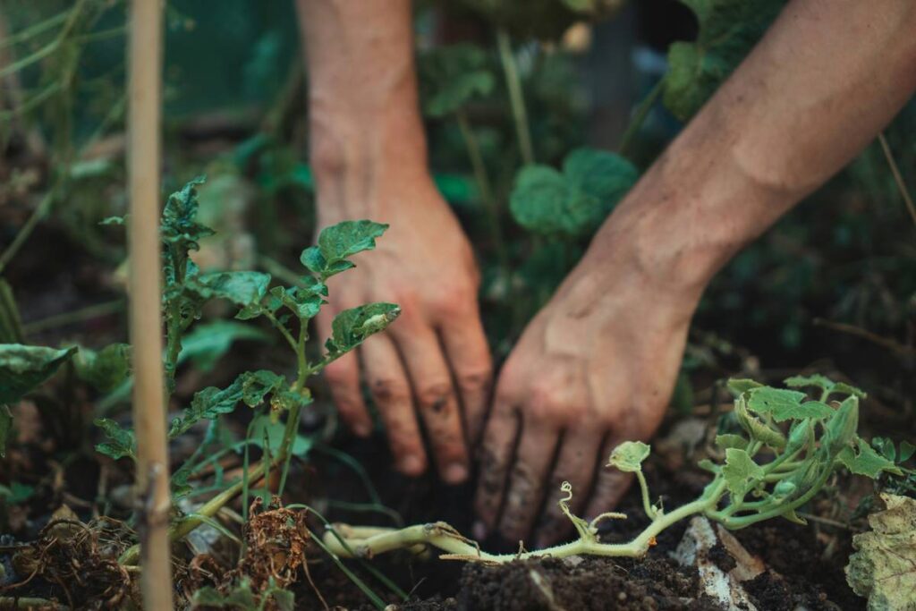 No Fungicide Gardening Tips: 7 Proven Ways to Avoid Fungal Failures Naturally