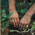 No Fungicide Gardening Tips: 7 Proven Ways to Avoid Fungal Failures Naturally